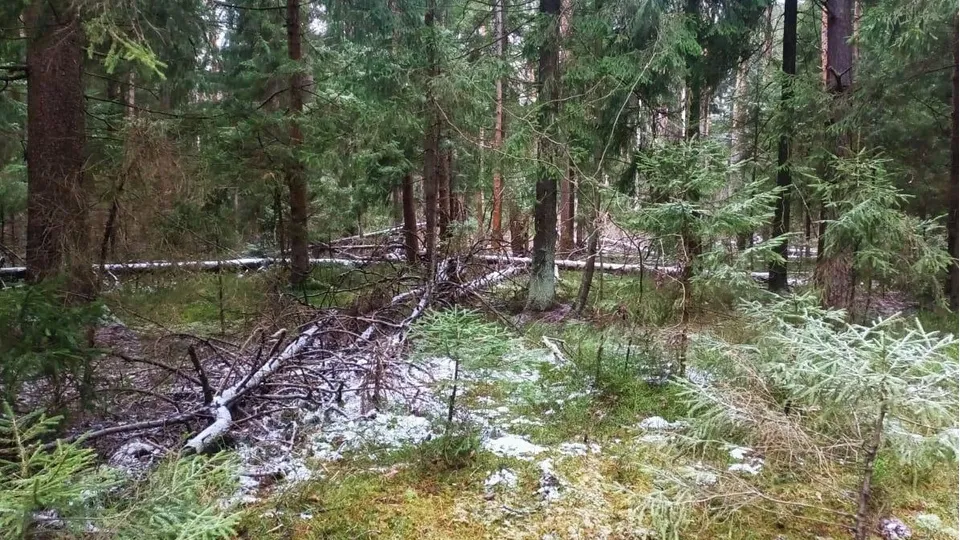 Фото: Комитет лесного хозяйства Московской области