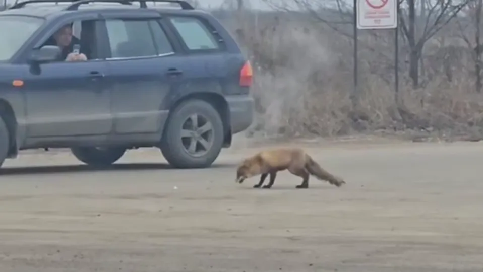 Фото предоставлено очевидцем