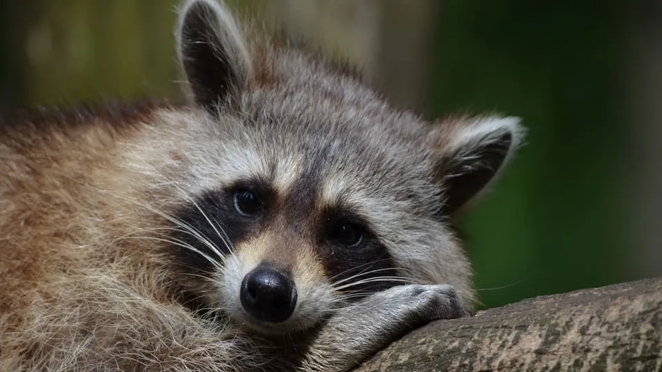 Фото: pxhere.com