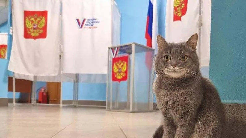 Коты-наблюдатели присутствуют на избирательных участках Подмосковья