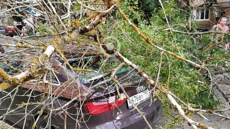 Дерево упало сразу на две машины в Одинцово