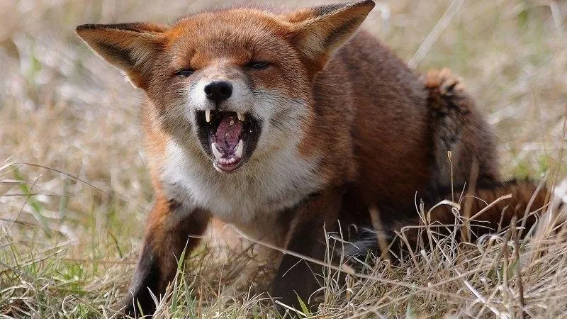 Число случаев бешенства животных сократилось на 80% в Подмосковье