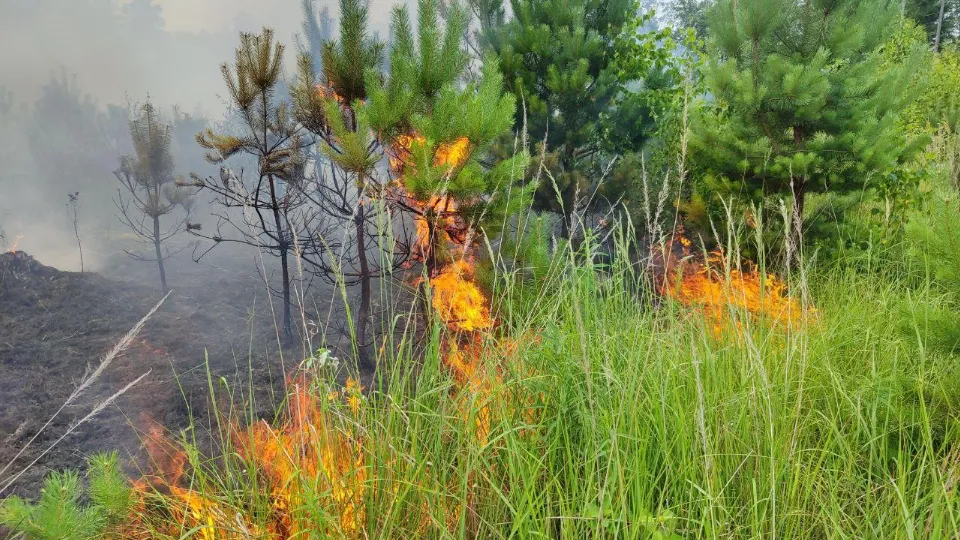 Фото: Комитет лесного хозяйства МО