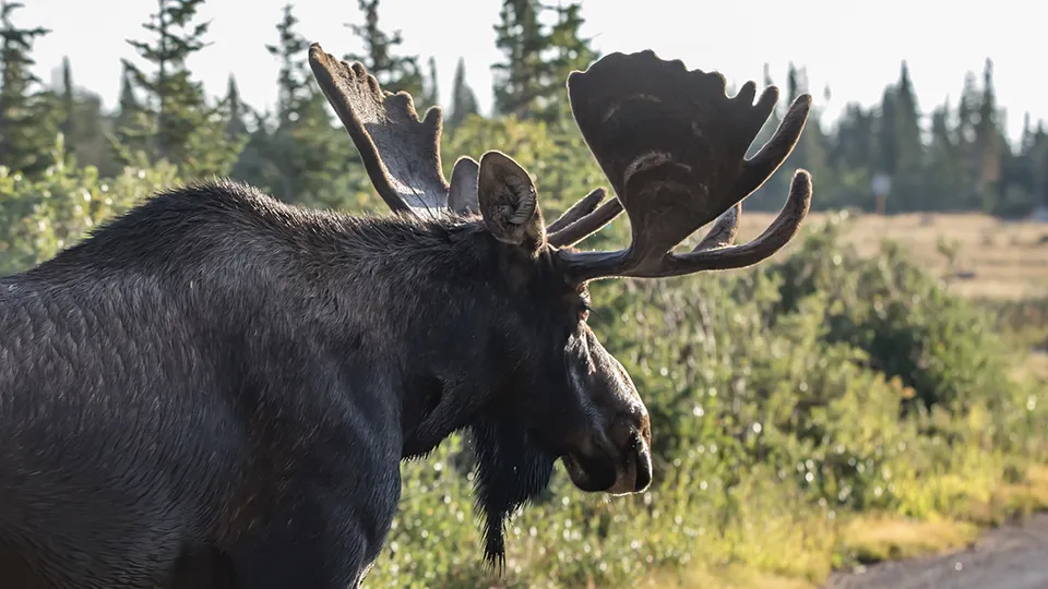 Фото: istockphoto.com/John Morrison
