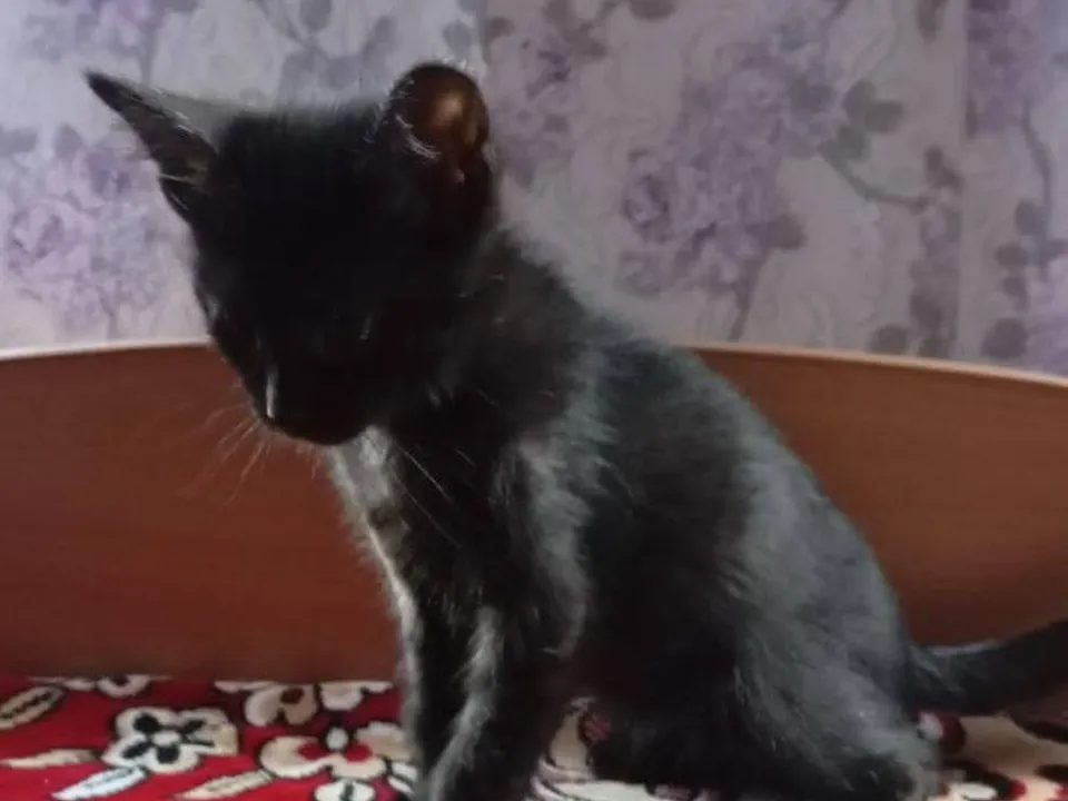 Фото: t.me/kimramenskoe