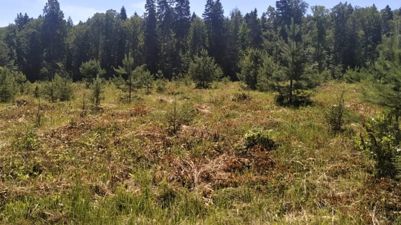 Фото: Комитет лесного хозяйства МО