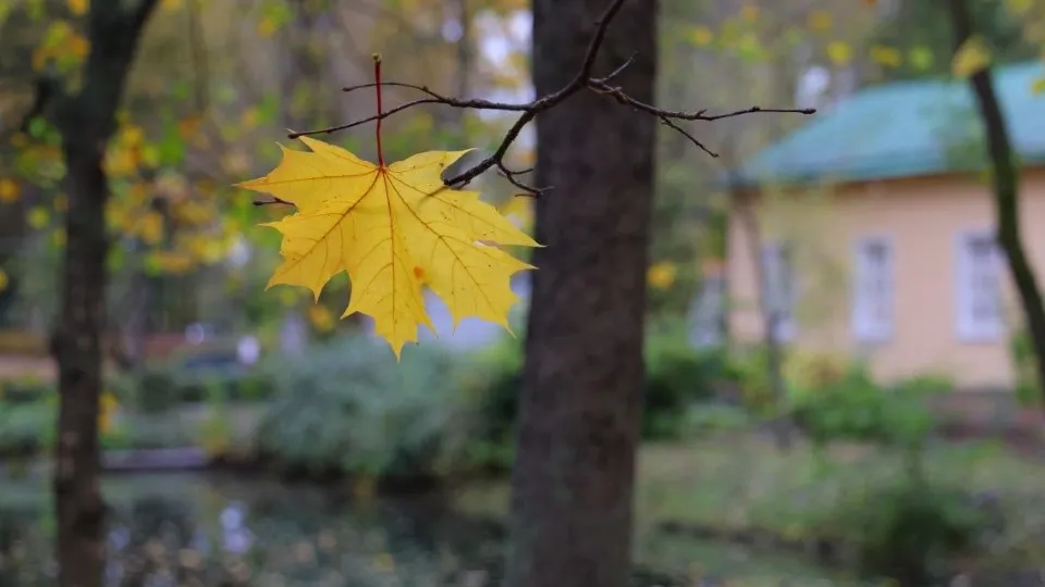 Фото: Telegram/Музей «Мелихово»