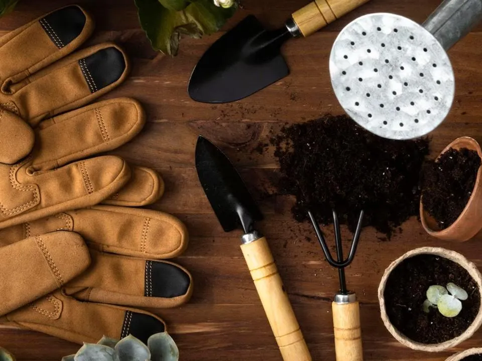 Маршрут перестроен: выяснилось, из-за чего выросли в цене семена и саженцы в России