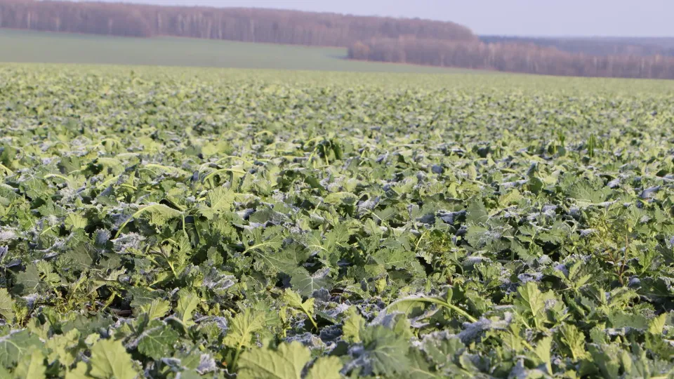 Фото: REGIONS/Ирина Матвеева