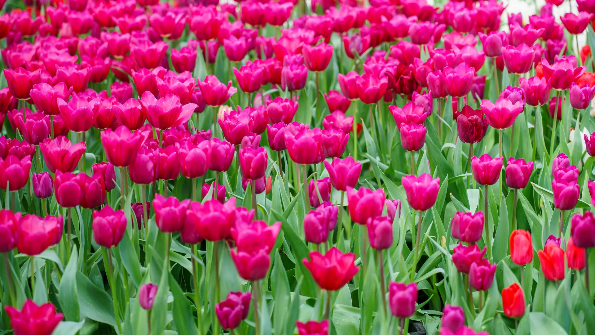 Курьер приехал с извинениями: как магазин оставил мальчика без цветов для мамы 8 Марта