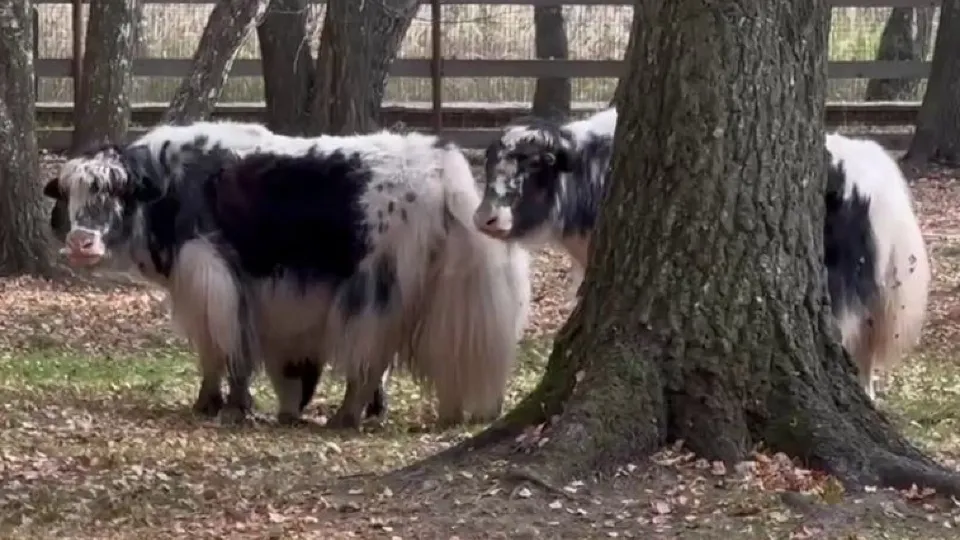 Фото: национальный парк «Лосиный остров»