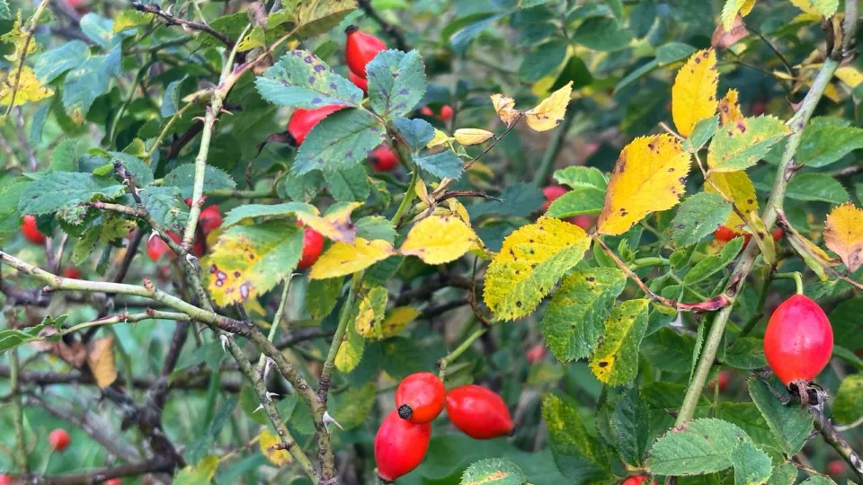 Фото: REGIONS/Анастасия Завертайло