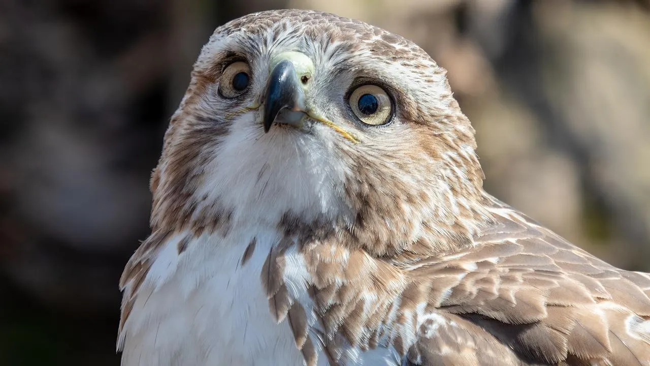 сommons.wikimedia/Rhododendrites