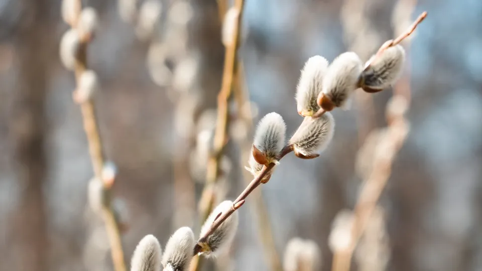 Фото: МедиаБанк Подмосковья/Мария Юдина