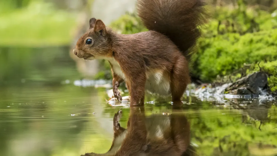 Фото: istockphoto.com/Gert Hilbink