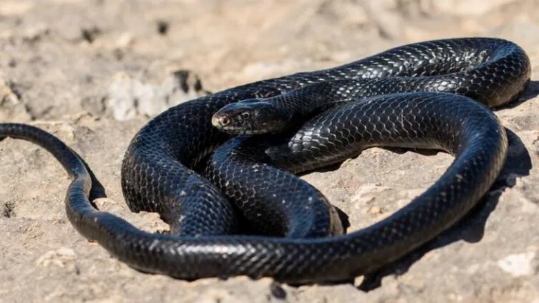 Фото: freepik.com