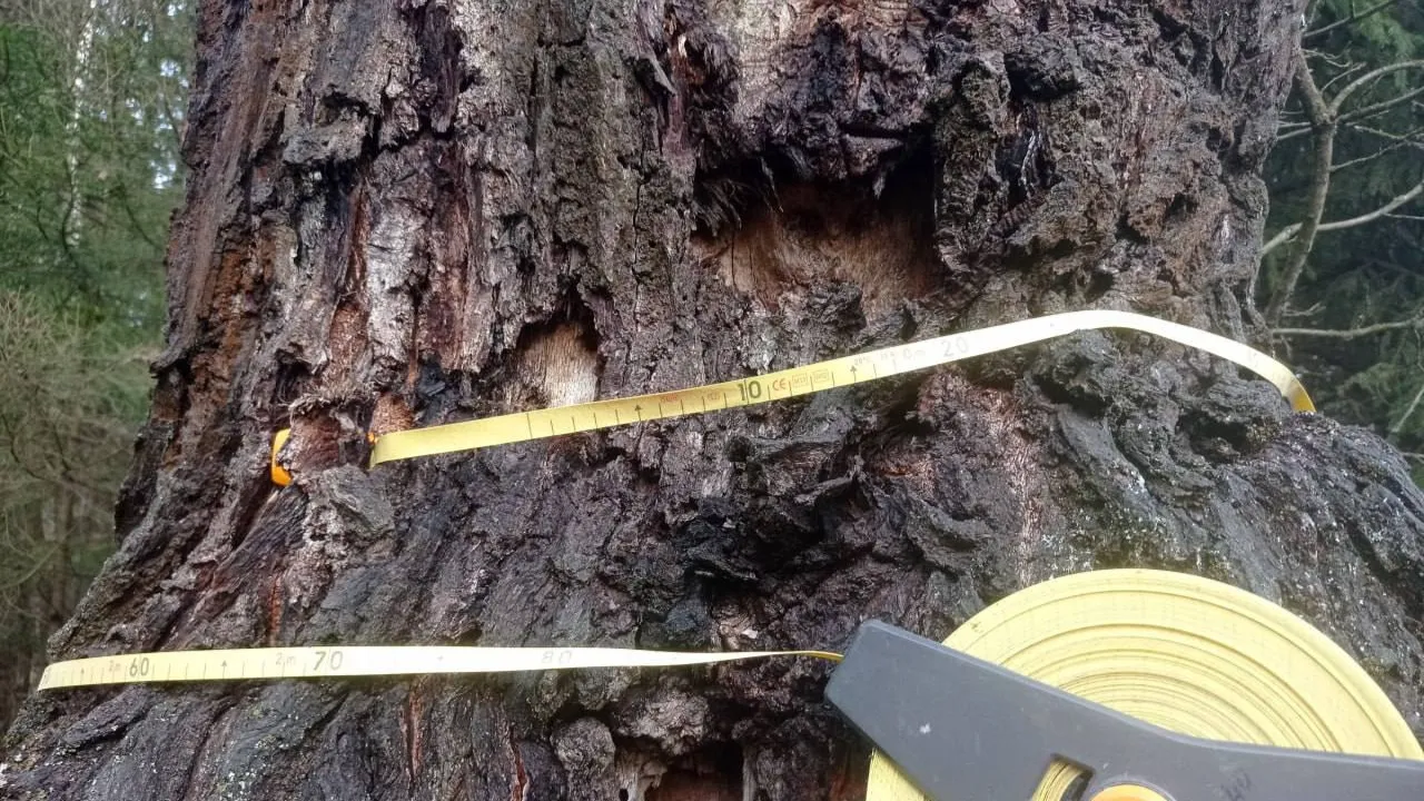 Комитет лесного хозяйства Московской области