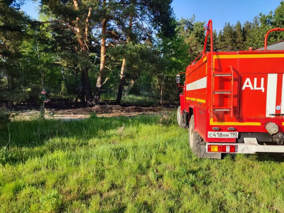 Фото: Комитет лесного хозяйства Московской области