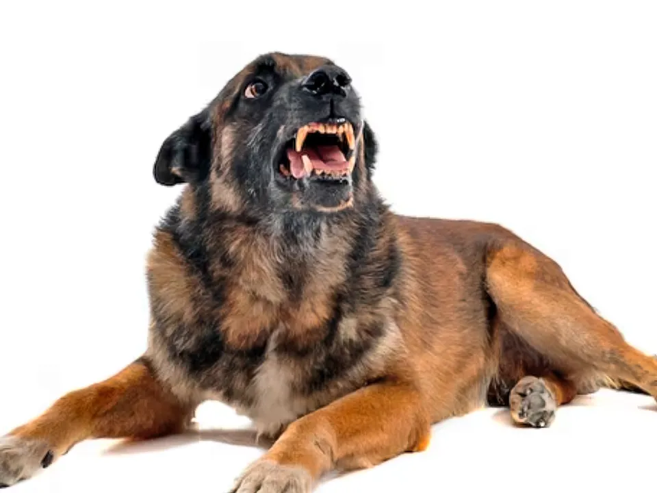 «Идентифицировать моментально»: как в Подмосковье будут бороться с агрессией собак