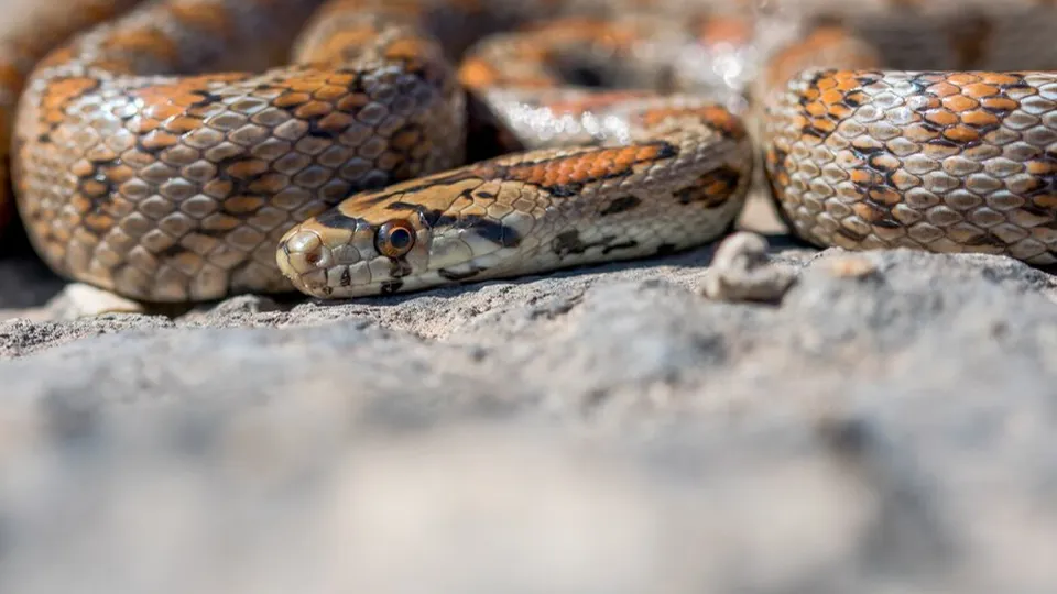 Фото: freepik.com