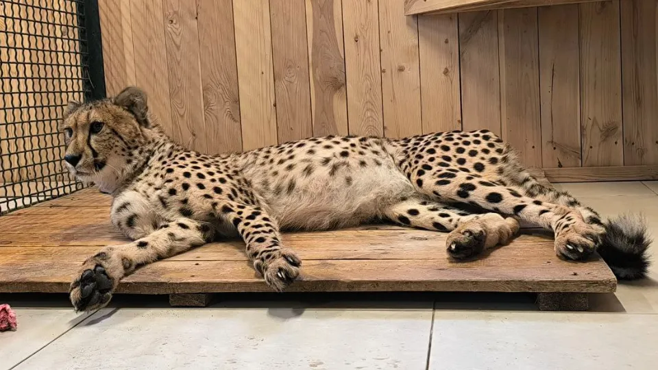 Фото: Центр воспроизводства редких видов животных