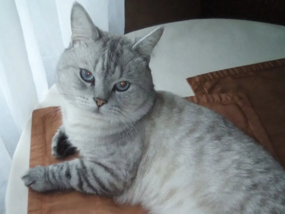 Фото: городская доска объявлений