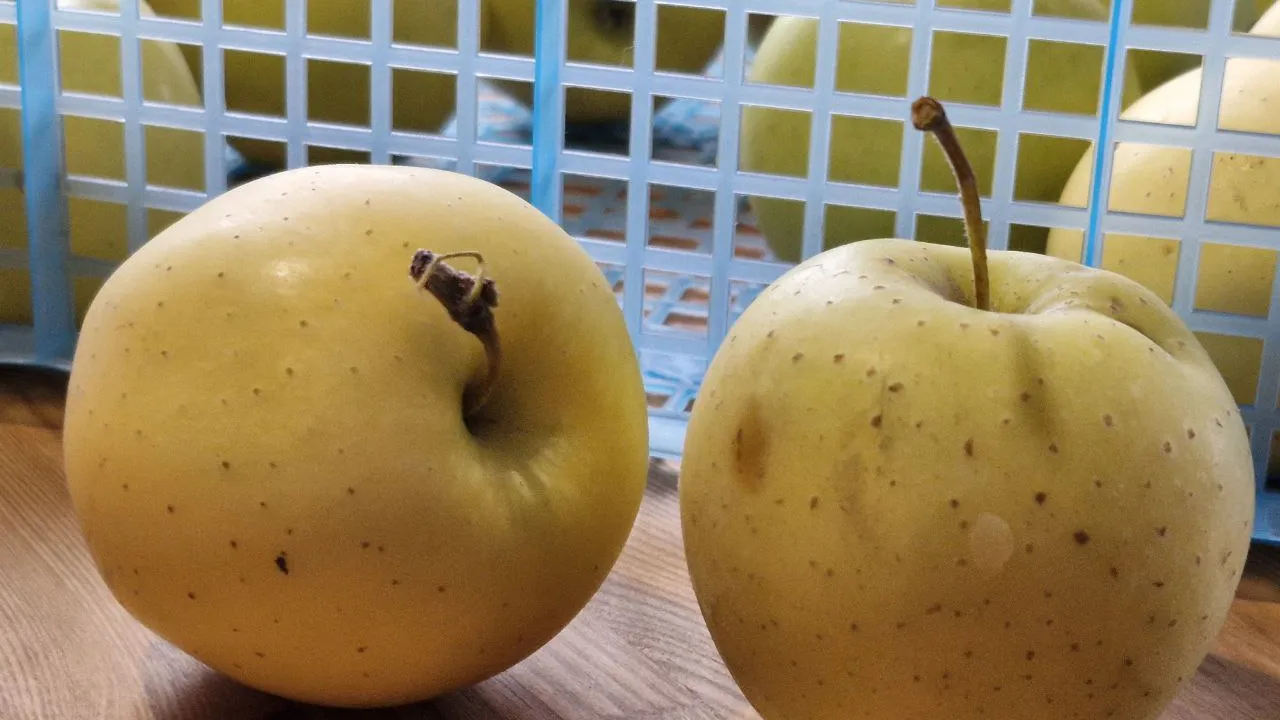 Фото: REGIONS/Наталия Надточая