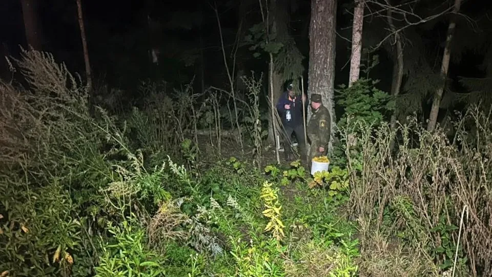 Фото: Комитет лесного хозяйства Московской области