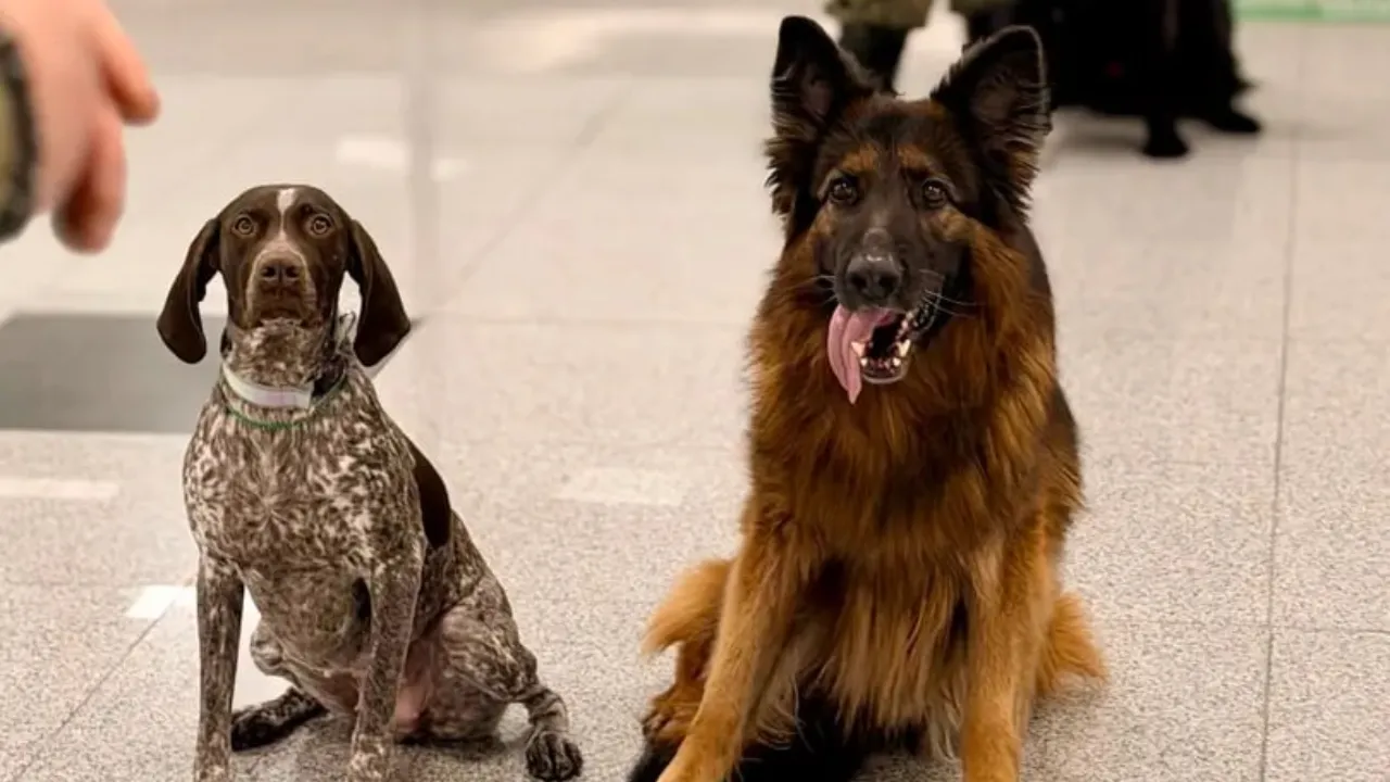 Елена Мартынова, пресс-секретарь Домодедовской таможни