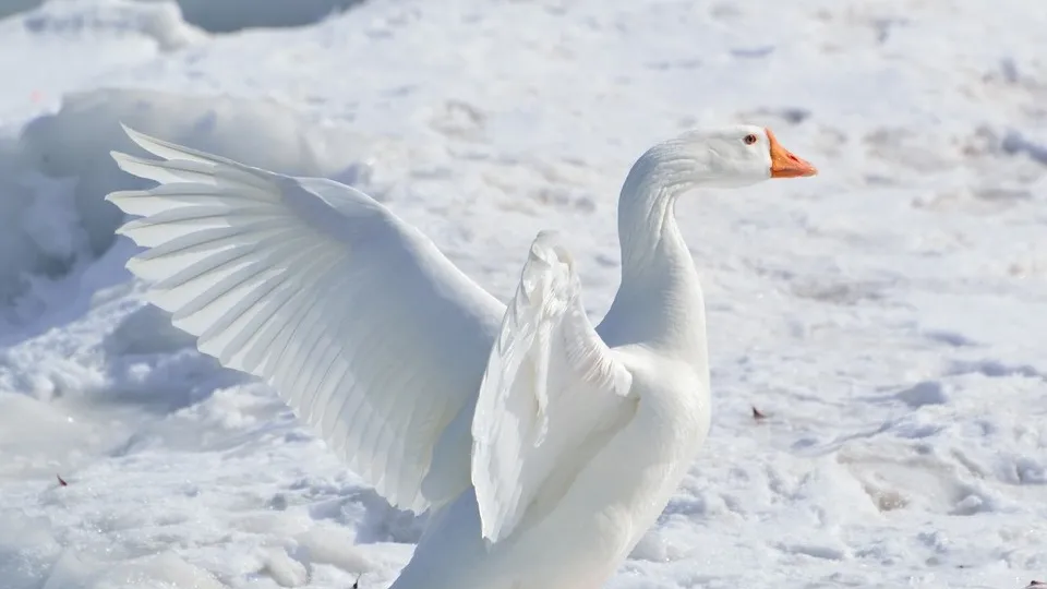 Фото: pxhere.com