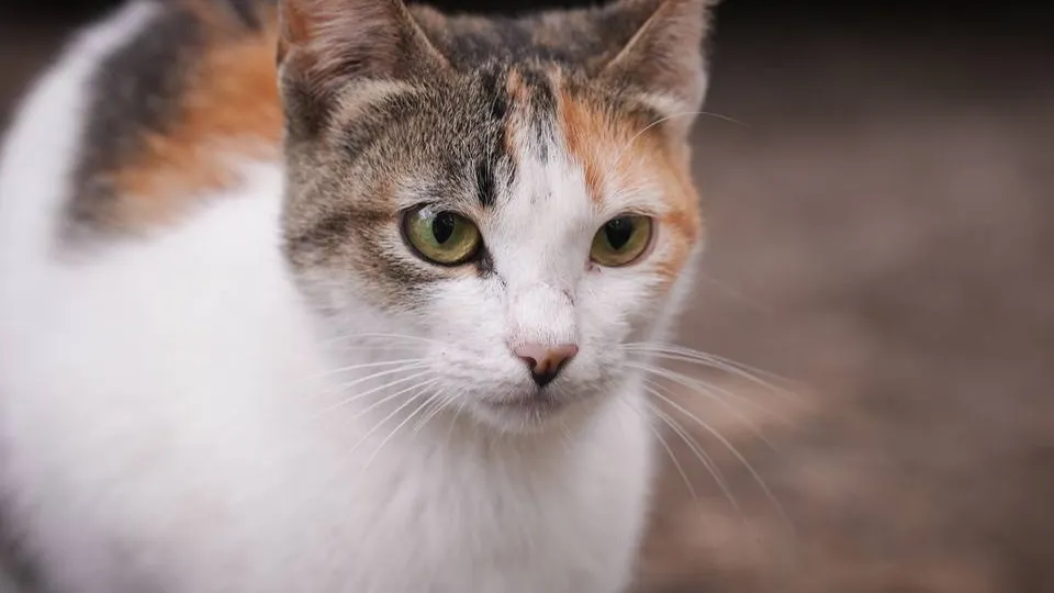 Фото: REGIONS/Анастасия Кульшенко