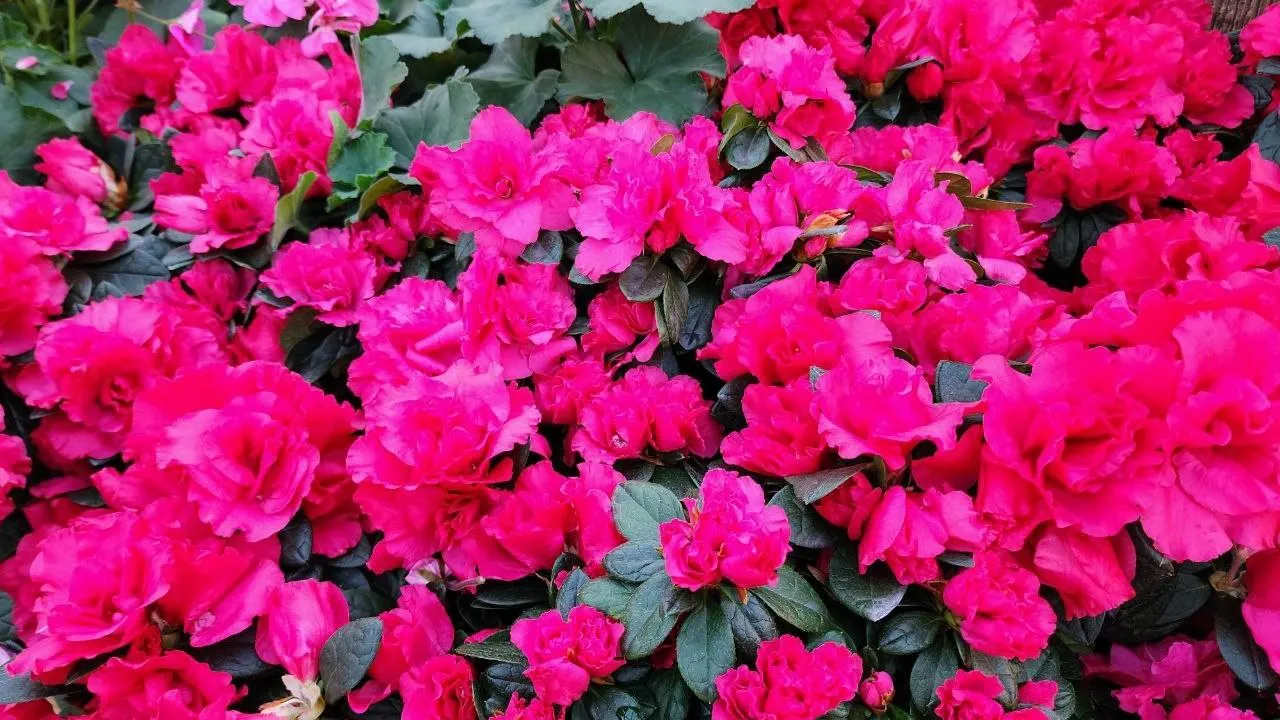 МедиаБанк Подмосковья/Евгения Герасимова