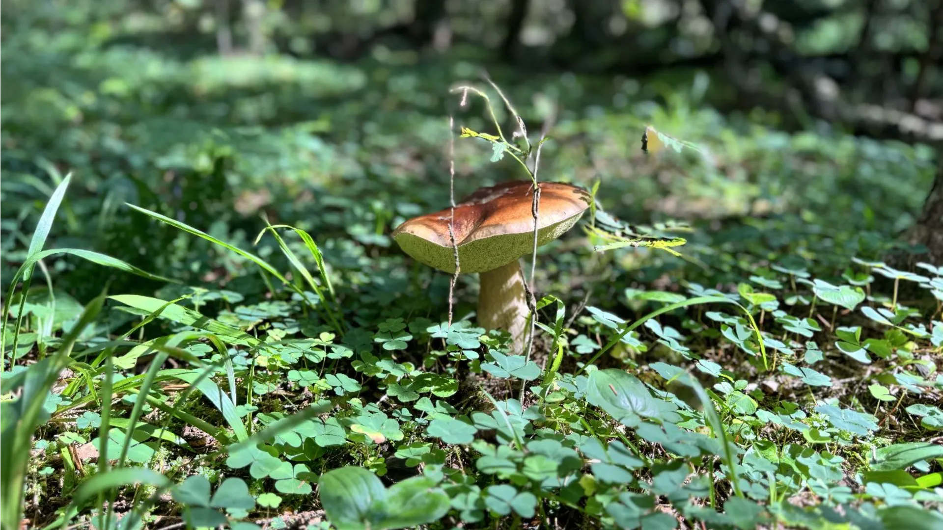 Фото: МедиаБанк Подмосковья/Татьяна Рунова