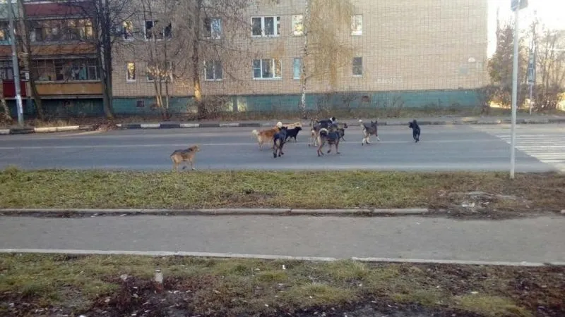 Банда псов терроризирует одиноких жителей Озер