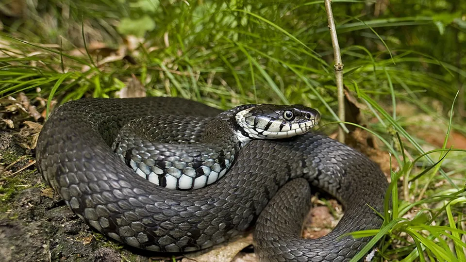 Фото: сommons.wikimedia/Benny Trapp