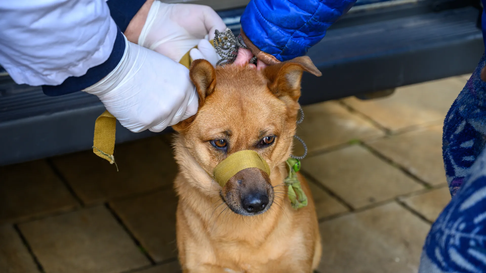 Выездная вакцинация животных в балашихинском парке «Пехорка»