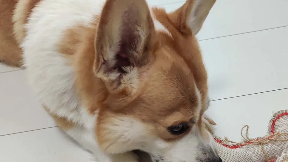 Фото: МедиаБанк Подмосковья/Кирилл Цибизов