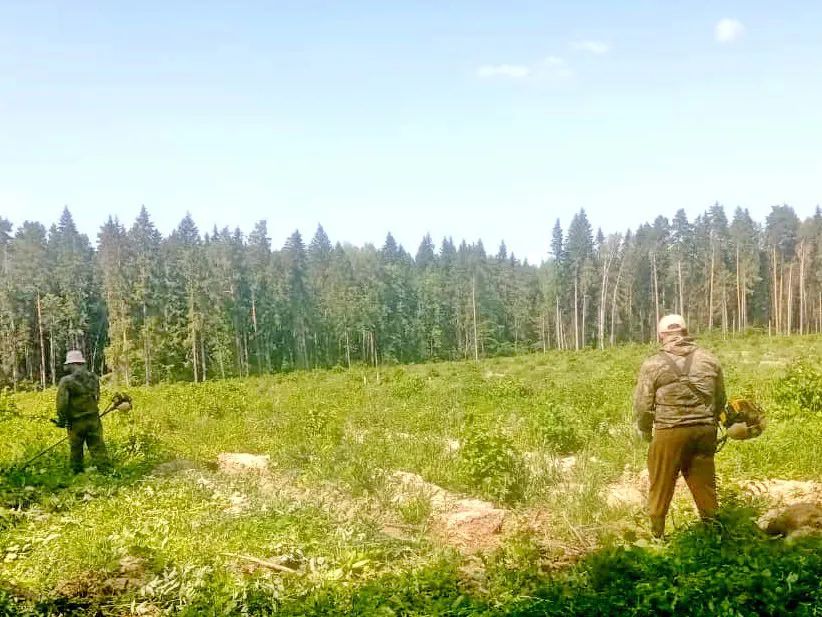 Фото: филиал «Русский лес» ГАУ МО «Мособллес»