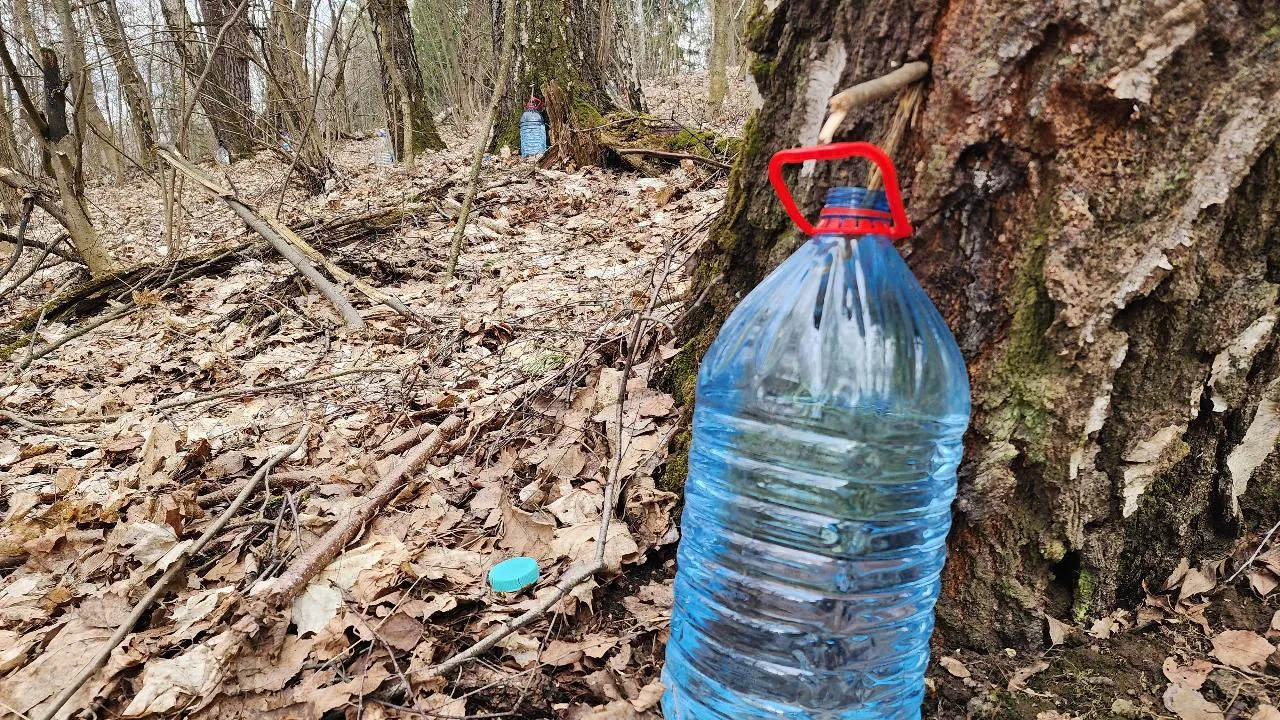 МедиаБанк Подмосковья/Мария Панина