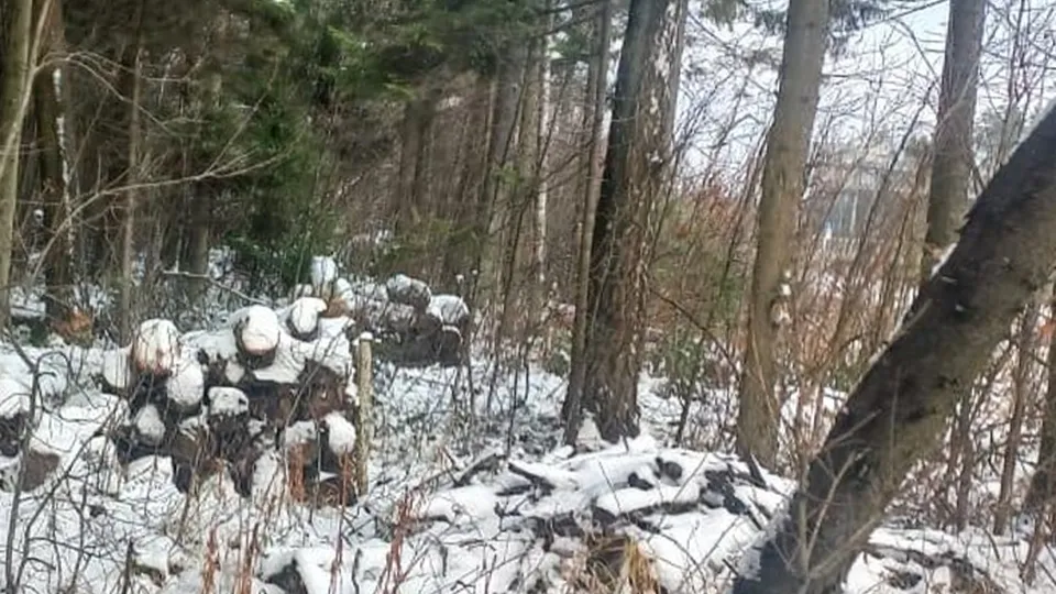 Фото: Комитет лесного хозяйства Московской области