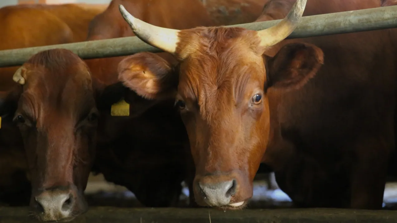 фото: пресс-служба Минсельхозпрод МО