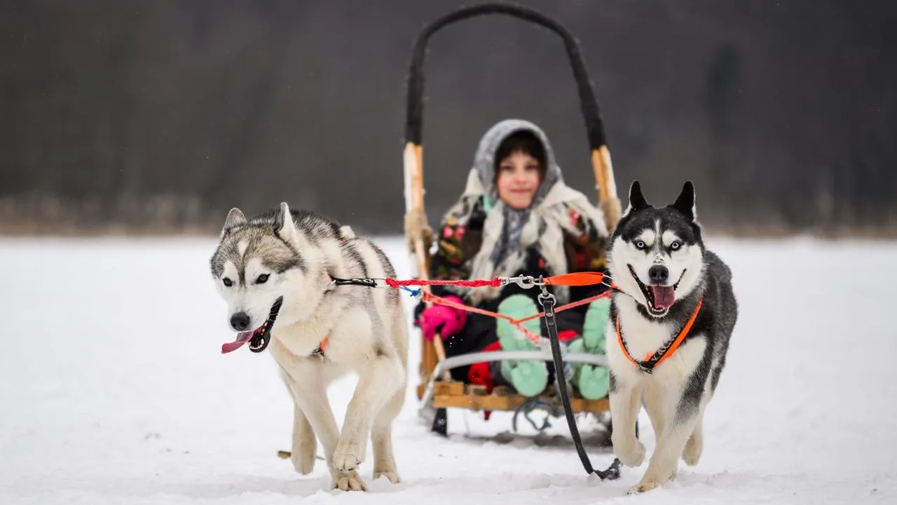 медиасток.рф