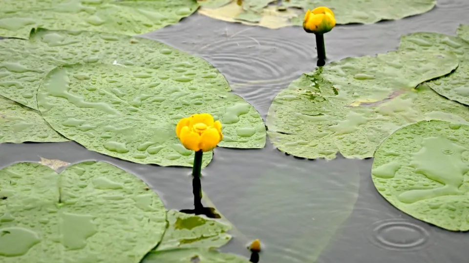 Фото: пресс-служба администрации г.о. Красногорск