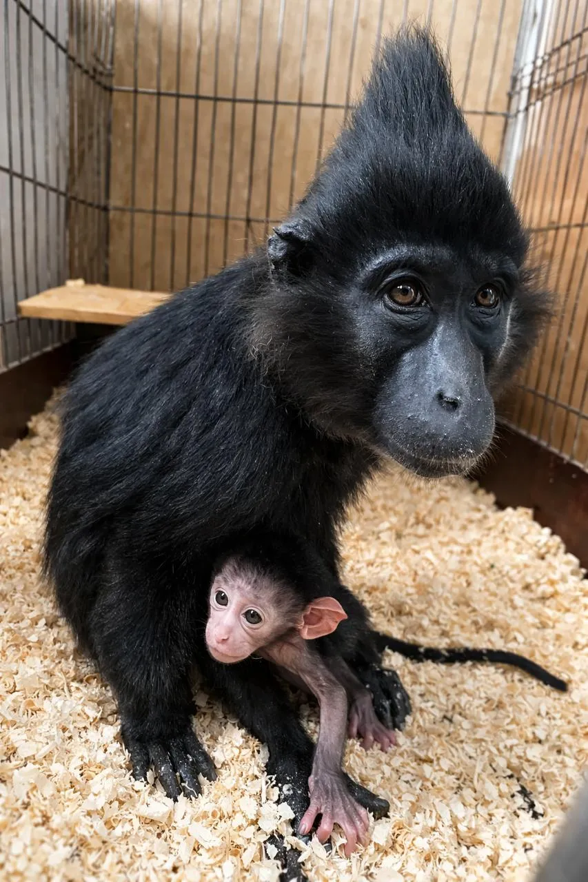 пресс-служба Росгосцирка