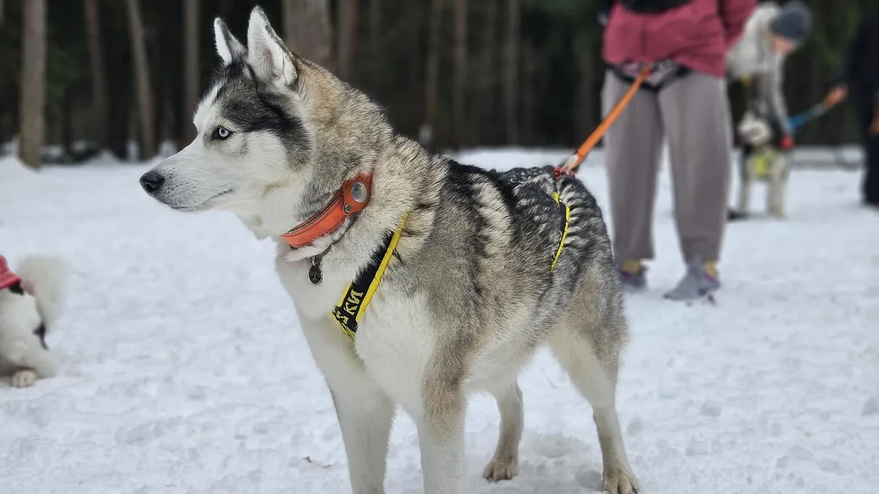 МедиаБанк Подмосковья/Ольга Вельшикаева