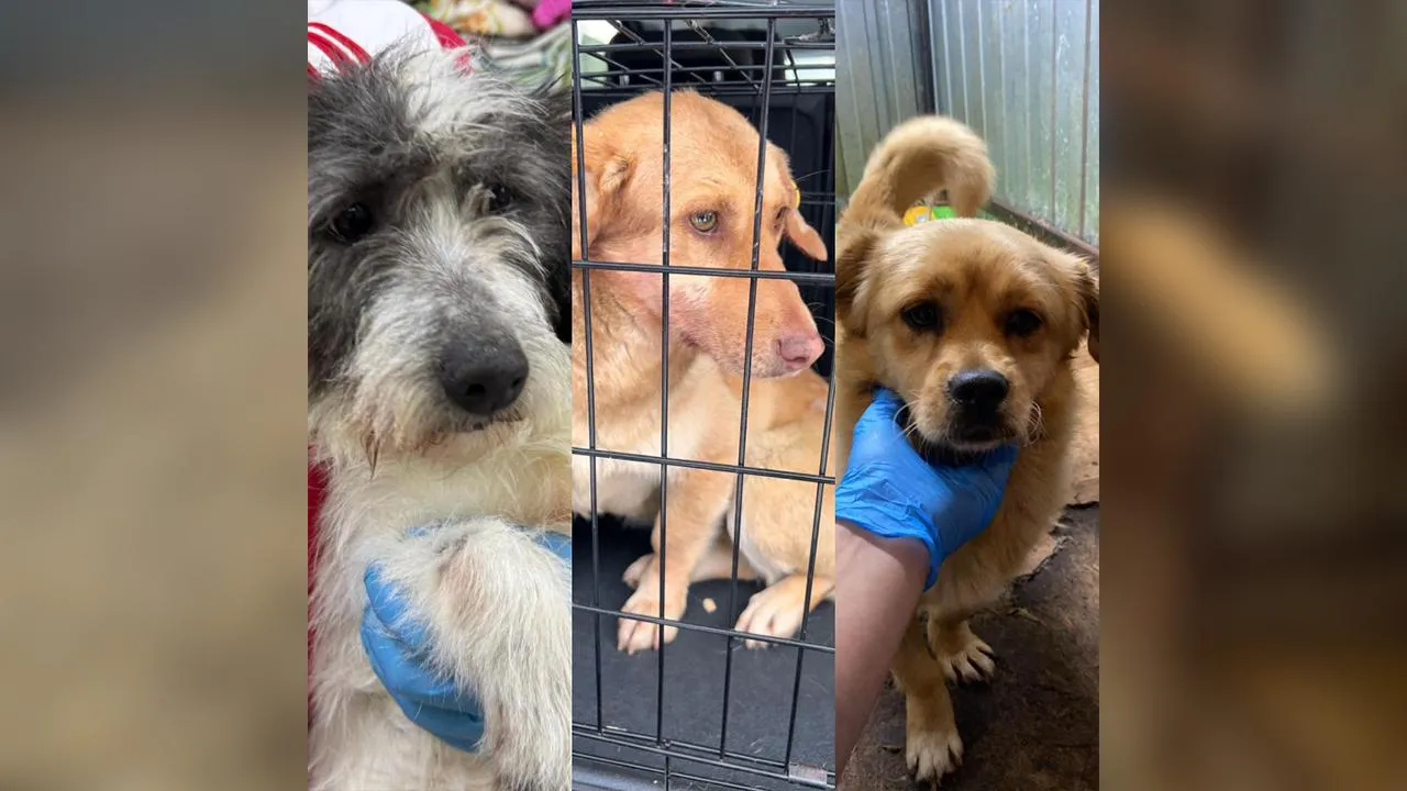 Собаки из Изобильненского ПВС/ личный архив зоозащитников