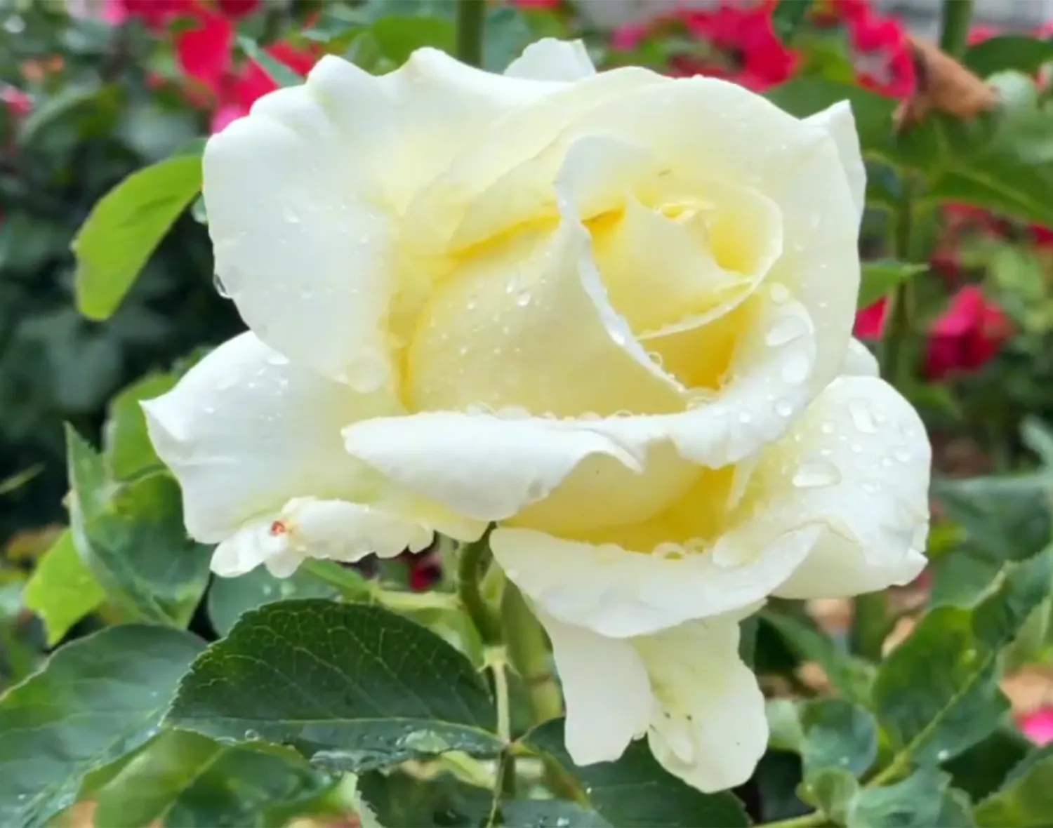 Фото: пресс-служба администрации м.о. Зарайск