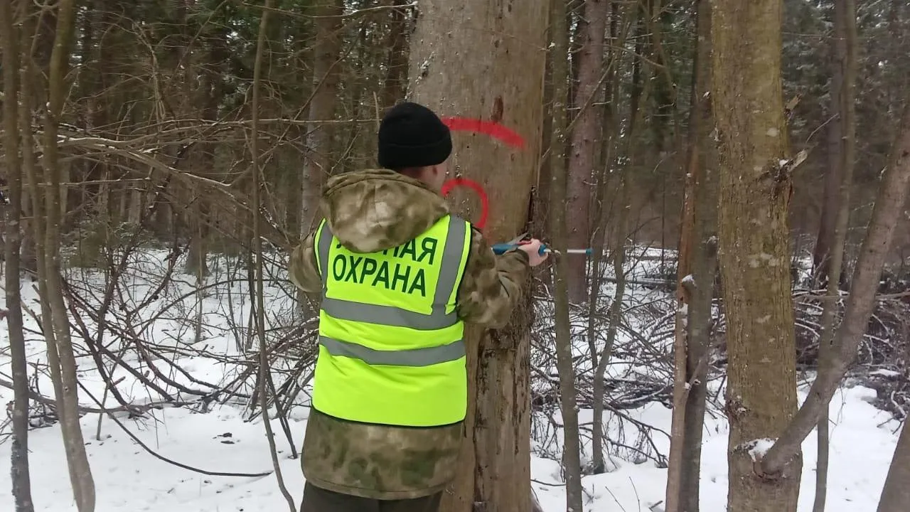 Фото: Комитет лесного хозяйства МО