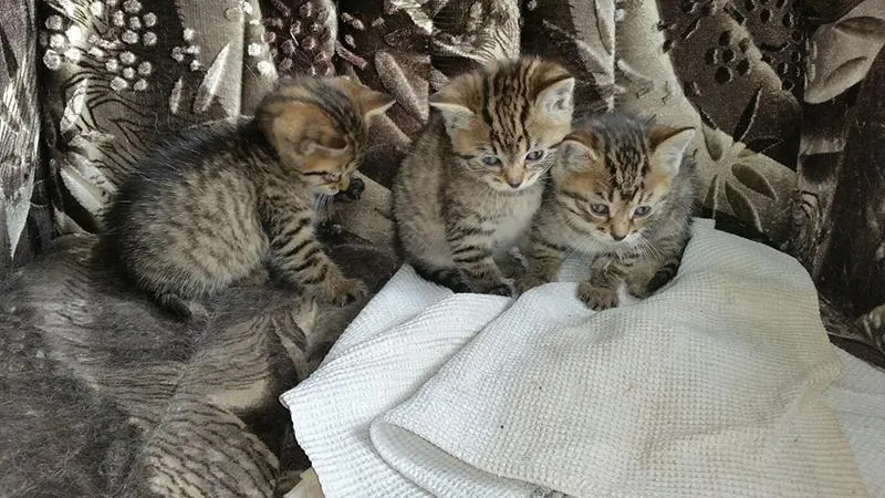 Стену ради спасения котят сломали в одном из офисов Подольска