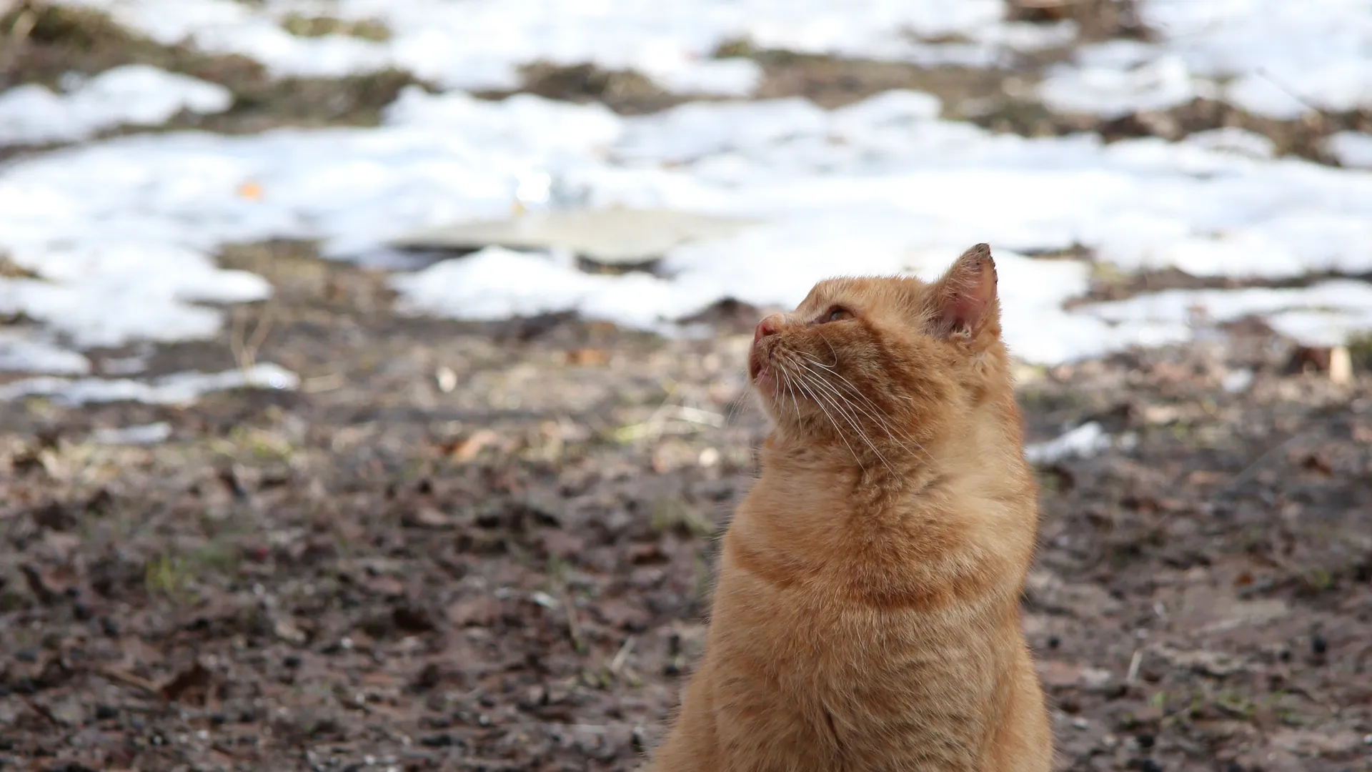 Кошка в Дубне
